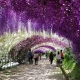 Du lịch Nhật Bản chiêm ngưỡng suối hoa Tử đằng, hoa Đào trúc núi