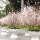 Lễ hội Hoa anh đào 2018 được tổ chức tại Vườn hoa Tượng đài Lý Thái Tổ