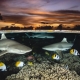 Những bức ảnh chiến thắng cuộc thi ảnh nghệ thuật dưới nước Ocean Art