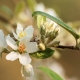Sắc trắng tinh khôi hoa táo mèo phủ kín Nậm Nghiệp
