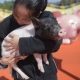 Công viên 'Hành tinh Lợn' ở Trung Quốc