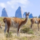 Ngắm động vật hoang dã ở Patagonia