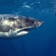Chạm trán cá mập trắng tại Nam Phi