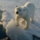 Gấu Bắc Cực truy đuổi đoàn người vì đói