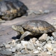 Sở thú ở Trung Quốc dán giỏ lên mai rùa