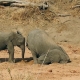 55 con voi chết đói ở Zimbabwe