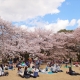 Nhật Bản hủy Lễ hội hoa anh đào 2020