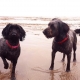 Hai chú chó phát hiện hóa thạch ở Anh