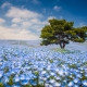 Thiên đường hoa mắt xanh nở rộ ở Nhật