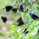 Mùa bướm bay ở thung lũng Vân Nam