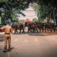 Sri Lanka ban hành luật để bảo vệ voi con