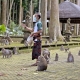Những ngôi làng ở Bali bị tấn công bởi khỉ đói