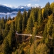 Mở đường đi bộ qua cây dài nhất thế giới ở Thụy Sĩ