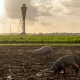 Sân bay ở Amsterdam được bảo vệ bởi một... đàn lợn