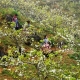 Si Ma Cai lần đầu tiên tổ chức Lễ hội hoa lê trắng