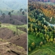 Nhìn từ sự đối lập giữa rừng châu Âu & rừng Amazon