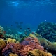 Kiến nghị lắp camera giám sát để bảo tồn san hô ở vịnh Nha Trang