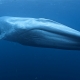 Đàn cá voi xanh xuất hiện ven biển Bình Định