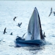 Thích thú với khoảnh khắc chứng kiến cá voi xanh săn mồi trên biển Đề Gi