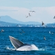 Gửi gắm thông điệp bảo vệ thiên nhiên qua bộ ảnh cá voi săn mồi ở Đề Gi