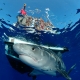 7 tour ngắm cá mập đặc biệt nhất thế giới