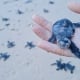 Mười ngày đêm cùng rùa biển 'vượt cạn' tại Côn Đảo