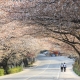 Lịch hoa anh đào nở ở Hàn Quốc 2023