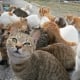 Vì sao nên ghé thăm Aoshima - 'thánh địa' mèo lớn nhất Nhật Bản?