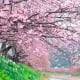 Du lịch nội địa Nhật Bản “thất thu” giữa mùa hoa anh đào