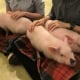 Chi gần 400.000 chỉ để “ôm lợn” tại quán cafe Nhật Bản