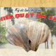 Ký ức tuổi thơ qua chiếc quạt mo cau