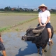 Khách Tây không đến Việt Nam để du lịch tận hưởng mà trải nghiệm cày ruộng