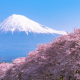 Nhật Bản dự báo mùa hoa anh đào ở Tokyo sớm hơn thường lệ