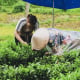 Nơi lưu giữ tinh hoa “đệ nhất danh trà” xứ Thái Nguyên