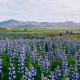 Mùa hè tím biếc tại Iceland