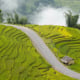 'Thưởng' Lào Cai mùa lúa chín