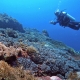 Hệ sinh thái phong phú khi trải nghiệm lặn ở quần đảo Alor, Indonesia