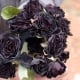 Thị trấn duy nhất trên thế giới sở hữu hoa hồng đen tự nhiên