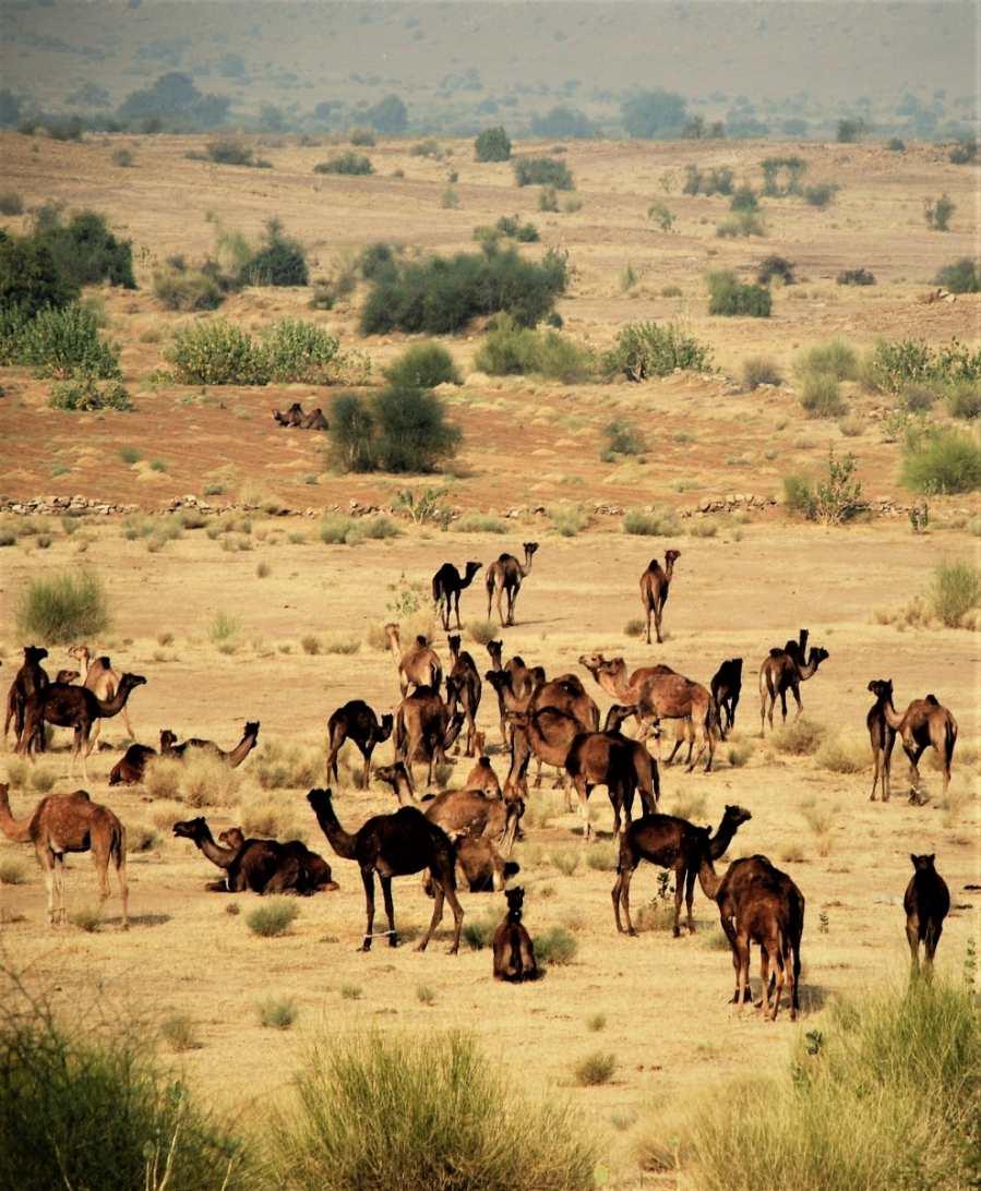 Một đàn lạc đà từng có đến cả trăm con giờ chỉ còn vài ba con đến chục con. (Ảnh: Internet)