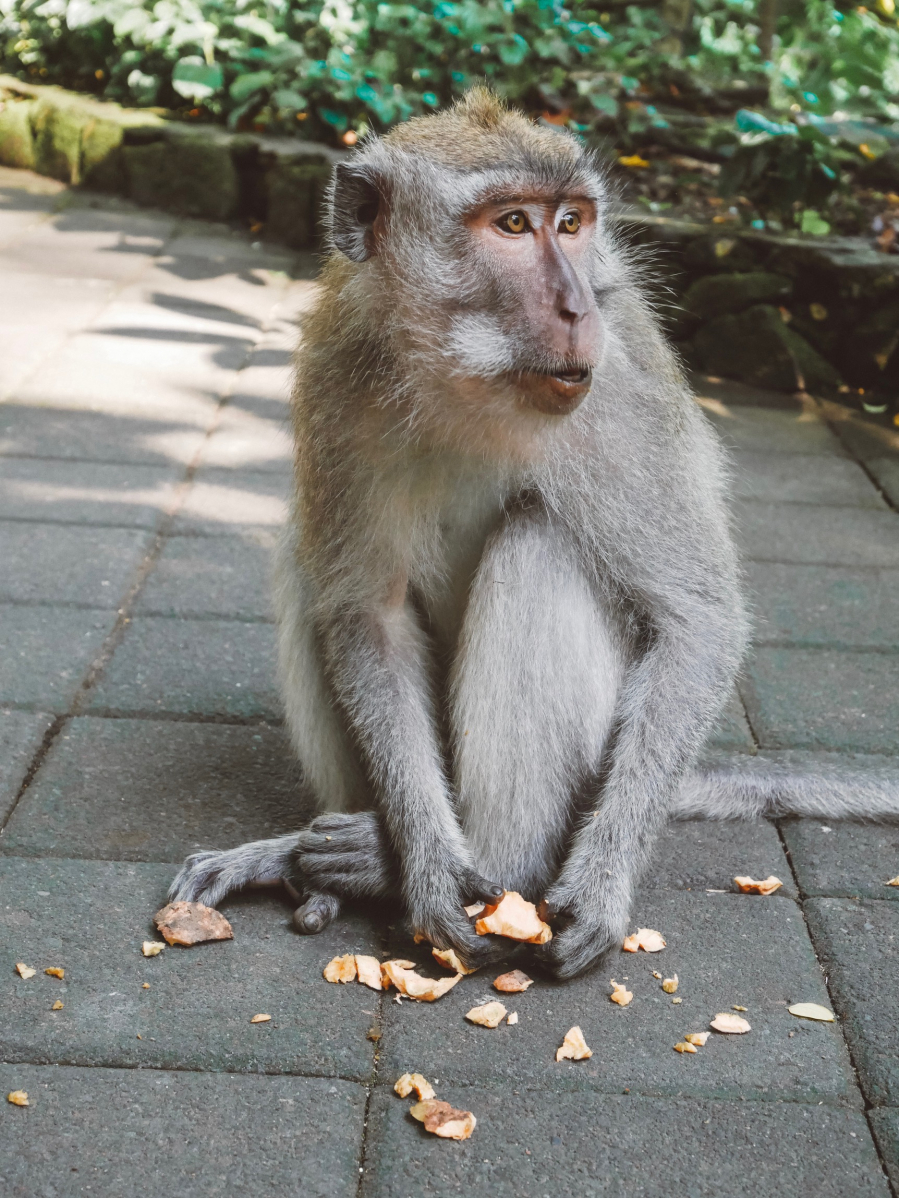 Vì lo lắng các cuộc tấn công sẽ xảy ra thường xuyên hơn, người dân đã phải mang trái cây, đậu phộng và những món ăn khác đến Khu rừng bảo tồn khỉ Sangeh để xoa dịu chúng.