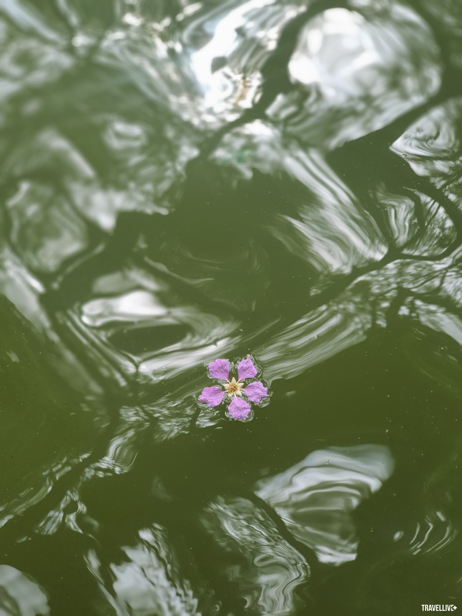 Dòng nước nay vắng rác thải, nhường chỗ cho những bông hoa rơi