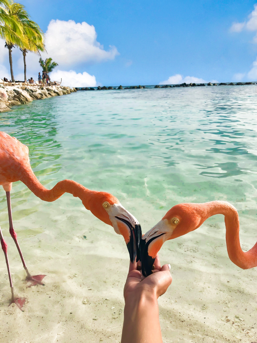 Aruba luôn khuyến khích du khách cho hồng hạc ăn, nhưng cũng vẫn nên hạn chế tiếp xúc để tránh làm xáo trộn cuộc sống riêng của chúng, cho dù chúng tỏ ra khá thân thiện
