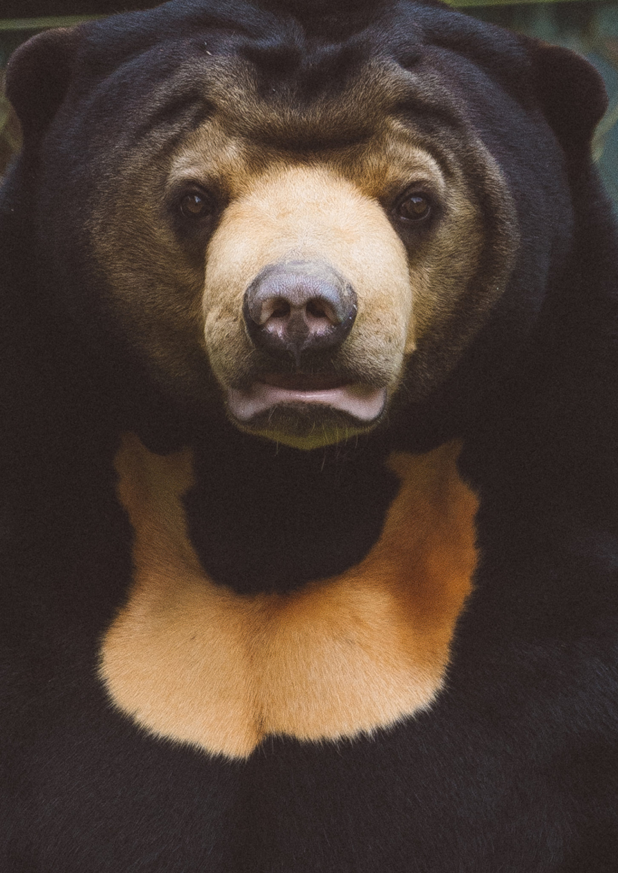 Murphy, một con gấu chó đực tại Trung tâm cứu hộ gấu ở Vườn quốc gia Tam Đảo