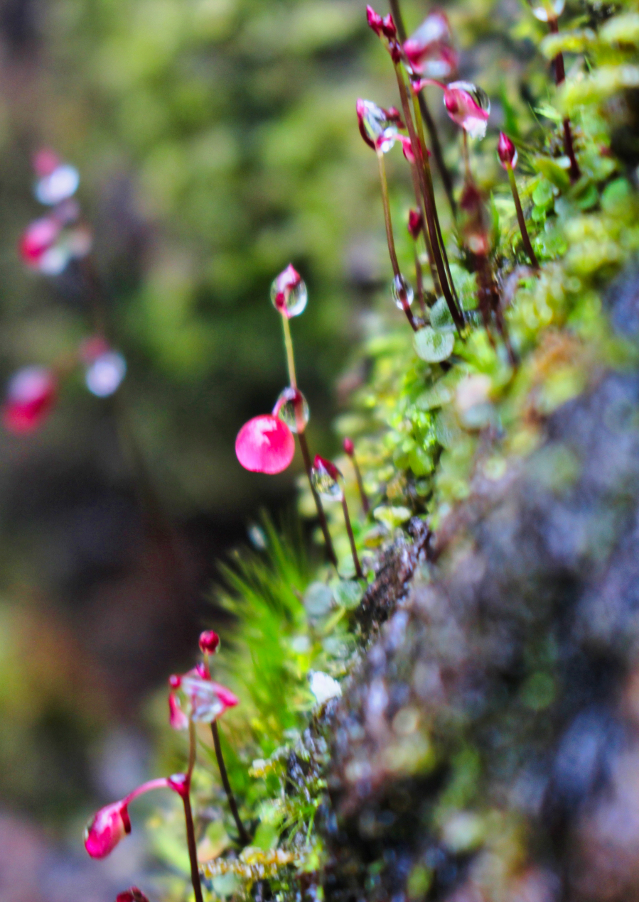 Những nụ hoa nhỏ xíu trĩu sương sớm trên vách đá
