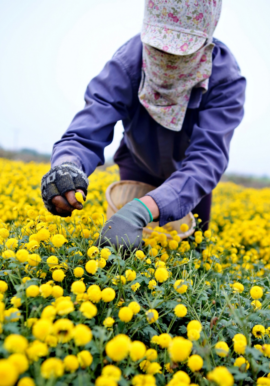 Vào mỗi vụ mùa, chủ ruộng phải huy động rất nhiều nhân công trong đó có cả công nhân từ các nhà máy trong vùng. Mỗi một nhân công đều có thể thu hoạch được từ 20-30 kg hoa tươi mỗi ngày.