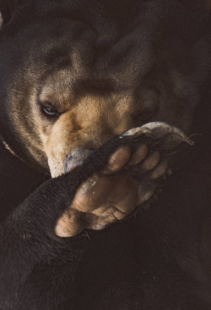Nhiều con gấu bị cầm tù, hút mật và cắt tay để phục vụ cho nhu cầu 