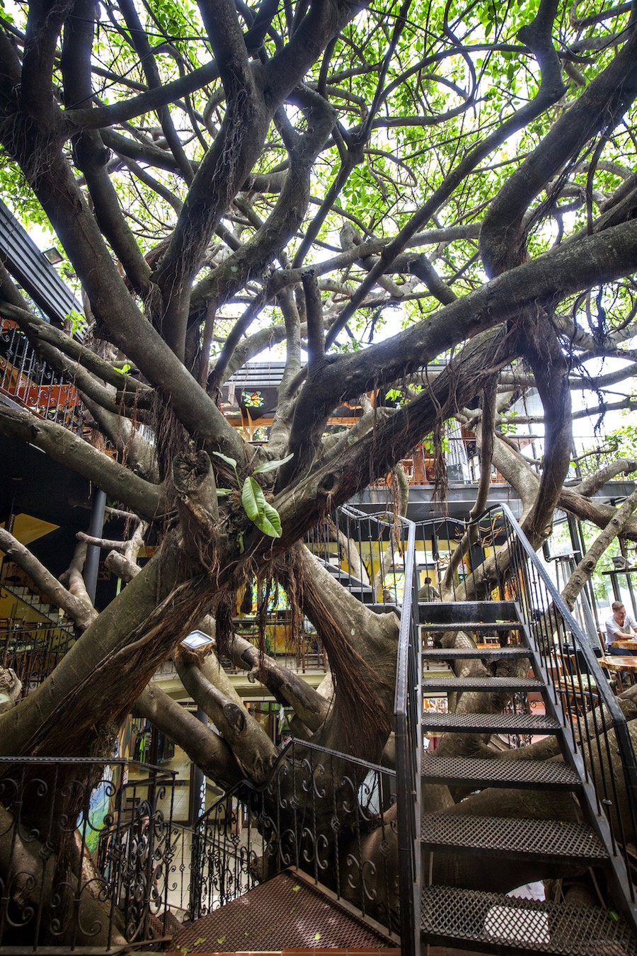 Nhà hàng trên cây ở Costa Rica