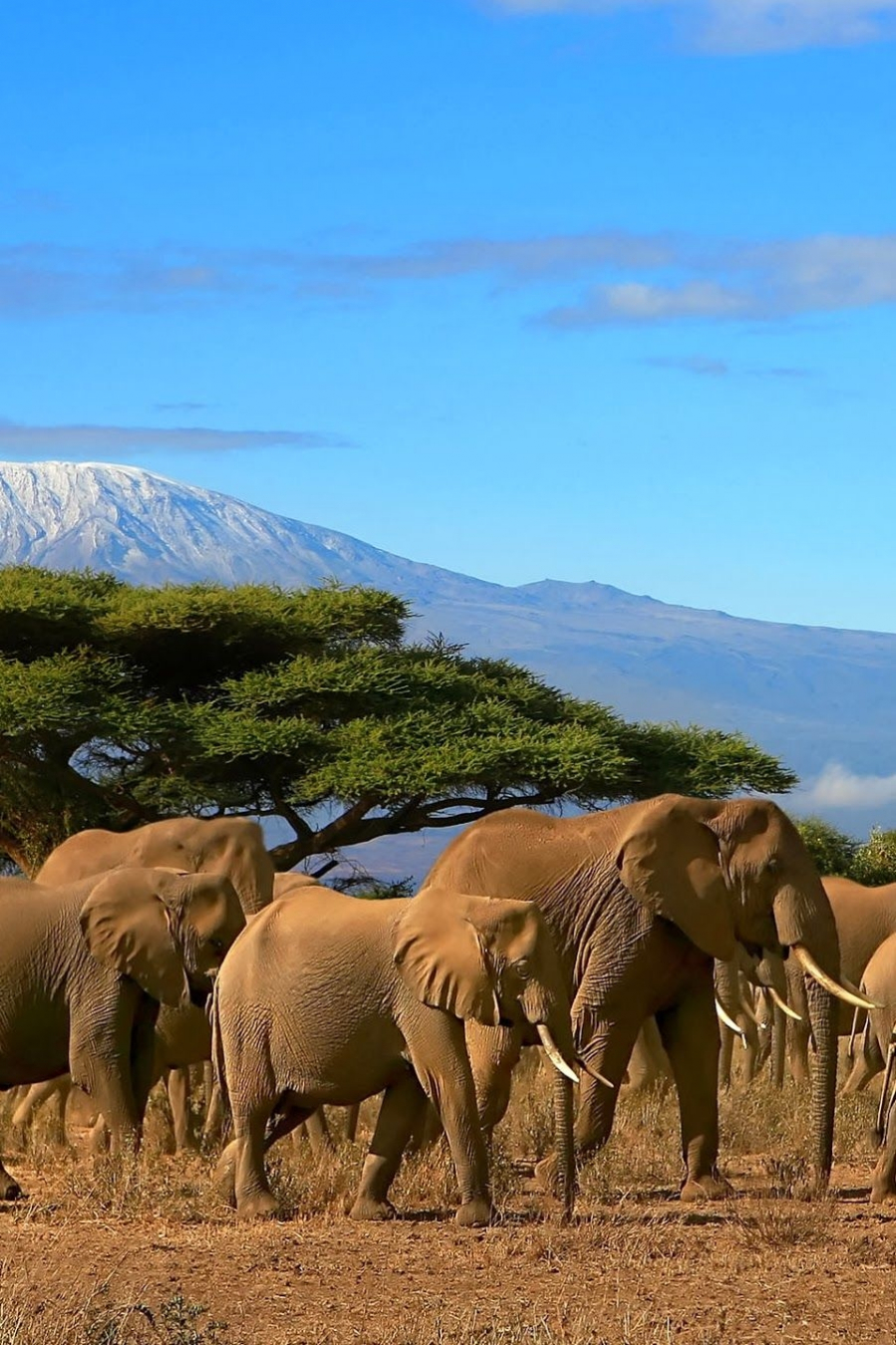 Công viên quốc gia Kilimanjaro