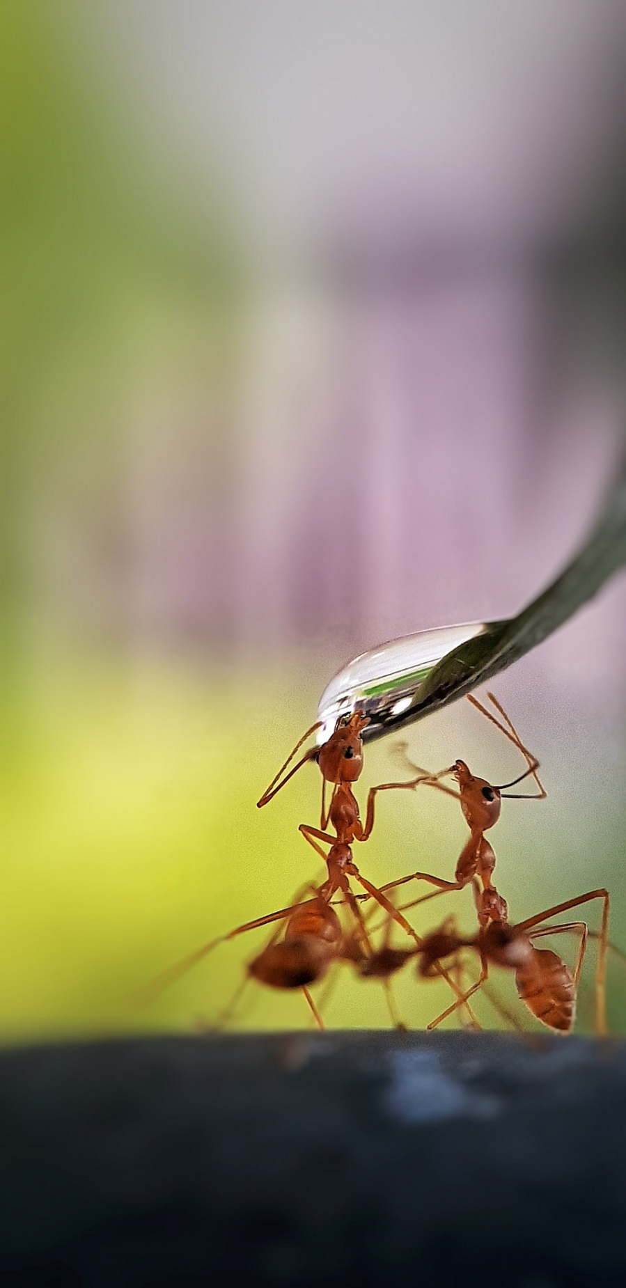 Thirsty Ants - Filipina @anadgphzeriay