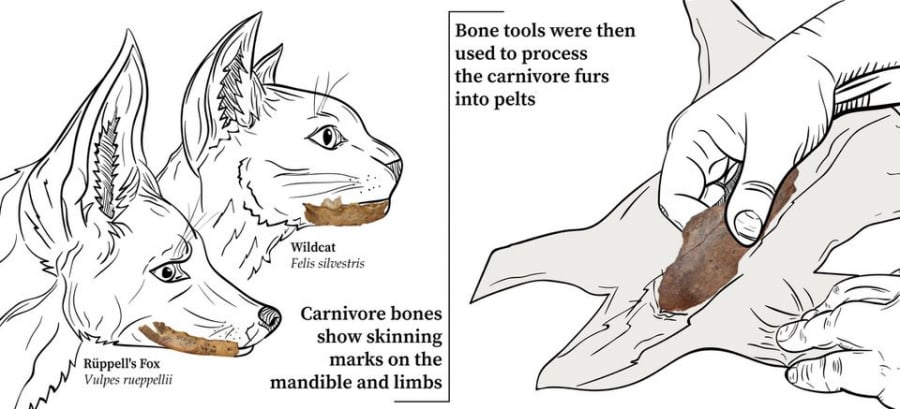 Những vết cắt lên xương cáo cát, chó rừng và mèo rừng là manh mối liên quan đến việc loại bỏ lông. Ảnh minh họa: Jacopo Niccolò Cerasoni
